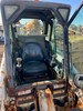 Bobcat_thumb